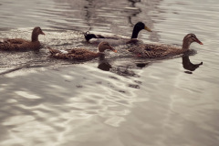 {"identifier":"leica.lux.filters.processed","version":"1.3","data":"eyJjb25maWd1cmF0aW9uIjp7Imxvb2tzIjp7ImZvY3VzUG9pbnQiOnsiZGVmYXVsdCI6e319LCJzaW11bGF0ZWRBcGVydHVyZSI6MS41LCJsdXQiOnsiYnJhc3MiOnt9fSwibHV0QmxlbmRGYWN0b3IiOjEsInRyYWNrZWRMYW5kbWFya3MiOltdLCJncmFpbiI6eyJzZWVkIjo0NywidXNlckJsZW5kRmFjdG9yIjowfSwibGVucyI6eyJ2aXJ0dWFsU3VtbWlsdXgxMDBmMTUiOnt9fSwib3BhY2l0eVRvbmUiOjEsImFzcGVjdFJhdGlvIjp7InJhdGlvIjp7Il8xXzEiOnt9fSwib3JpZW50YXRpb24iOnsicmVndWxhciI6e319fSwiY3JvcENlbnRlciI6WzAuNSwwLjVdLCJ1c2VzTmF0aXZlRGlnaXRhbFpvb20iOmZhbHNlfSwiYXBwbHlMUENXYXJwaW5nIjpmYWxzZX0sImNhcHR1cmVDb25maWd1cmF0aW9uIjp7ImxlbnNQb3NpdGlvbiI6eyJiYWNrIjp7fX0sImZyb250Q2FtZXJhTWlycm9yaW5nRW5hYmxlZCI6ZmFsc2V9LCJpc0ZyYW1lZCI6dHJ1ZX0="}