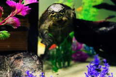 {"data":"eyJpc0ZyYW1lZCI6dHJ1ZSwiY29uZmlndXJhdGlvbiI6eyJsb29rcyI6eyJncmFpbiI6eyJ1c2VyQmxlbmRGYWN0b3IiOjAsInNlZWQiOjI0fSwibGVucyI6eyJzdW1taWx1eDM1ZjE0Ijp7fX0sInNpbXVsYXRlZEFwZXJ0dXJlIjo0LCJsdXQiOnsiZXRlcm5hbCI6e319LCJ1c2VzTmF0aXZlRGlnaXRhbFpvb20iOnRydWUsIm9wYWNpdHlUb25lIjoxLCJ0cmFja2VkTGFuZG1hcmtzIjpbXSwiYXNwZWN0UmF0aW8iOnsib3JpZW50YXRpb24iOnsicmVndWxhciI6e319LCJyYXRpbyI6eyJfMV8xIjp7fX19LCJjcm9wQ2VudGVyIjpbMC40OTk5OTk5OTk5OTk5OTk5NCwwLjVdLCJmb2N1c1BvaW50Ijp7ImZvY3VzUG9pbnRPZkludGVyZXN0Ijp7InBvc2l0aW9uIjpbMC40OTI2MDgzODY2MzgyMzczNiwwLjU5NDI0MzA3MDM2MjQ3MzNdfX0sImx1dEJsZW5kRmFjdG9yIjoxfSwiYXBwbHlMUENXYXJwaW5nIjpmYWxzZX0sImNhcHR1cmVDb25maWd1cmF0aW9uIjp7ImxlbnNQb3NpdGlvbiI6eyJiYWNrIjp7fX0sImZyb250Q2FtZXJhTWlycm9yaW5nRW5hYmxlZCI6ZmFsc2V9fQ==","identifier":"leica.lux.filters.processed","version":"1.3"}