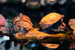 {"identifier":"leica.lux.filters.processed","data":"eyJjYXB0dXJlQ29uZmlndXJhdGlvbiI6eyJsZW5zUG9zaXRpb24iOnsiYmFjayI6e319LCJmcm9udENhbWVyYU1pcnJvcmluZ0VuYWJsZWQiOmZhbHNlfSwiY29uZmlndXJhdGlvbiI6eyJsb29rcyI6eyJsZW5zIjp7InZpcnR1YWxTdW1taWx1eDEwMGYxNSI6e319LCJsdXRCbGVuZEZhY3RvciI6MSwidXNlc05hdGl2ZURpZ2l0YWxab29tIjpmYWxzZSwic2ltdWxhdGVkQXBlcnR1cmUiOjEuNSwiYXNwZWN0UmF0aW8iOnsib3JpZW50YXRpb24iOnsicmVndWxhciI6e319LCJyYXRpbyI6eyJfMV8xIjp7fX19LCJvcGFjaXR5VG9uZSI6MSwidHJhY2tlZExhbmRtYXJrcyI6W10sImdyYWluIjp7InNlZWQiOjM2LCJ1c2VyQmxlbmRGYWN0b3IiOjB9LCJjcm9wQ2VudGVyIjpbMC41LDAuNV0sImZvY3VzUG9pbnQiOnsiZm9jdXNQb2ludE9mSW50ZXJlc3QiOnsicG9zaXRpb24iOlswLjI2NjE2OTE1NDIyODg1NTczLDAuNDA2MDk0NTI3MzYzMTg0MV19fSwibHV0Ijp7ImV0ZXJuYWwiOnt9fX0sImFwcGx5TFBDV2FycGluZyI6ZmFsc2V9LCJpc0ZyYW1lZCI6dHJ1ZX0=","version":"1.3"}